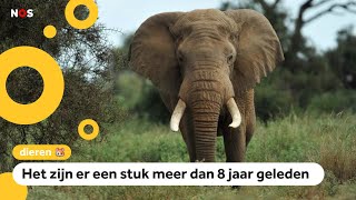 Goed nieuws Het gaat weer wat beter met olifanten in Afrika [upl. by Waldron]