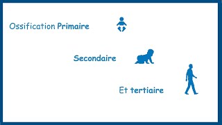 Lossification Primaire Secondaire Et Tertiaire Définitions Et Mécanismes Partie 3 [upl. by Nanyt]