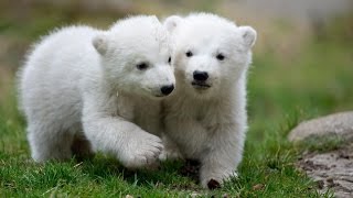 Cute Baby Polar Bear Cubs Born in Munich [upl. by Aloz]