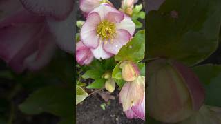 Flowering Patch of Helleborus Garden Plants Short 🌸 garden flowers short gardens bloom shorts [upl. by Kinnon]