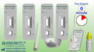 Salmonella typhi Antigen Test [upl. by Etnaed]