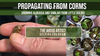 ALOCASIA PROPAGATION Grow alocasia from corms [upl. by Arriek]