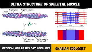 Ultra Structure of Skeletal System 2nd Year Biology PTB and NBF Book modified Lectures [upl. by Nauj]