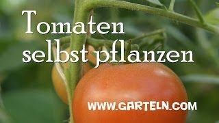 Anbau von Tomaten [upl. by Gudrin]