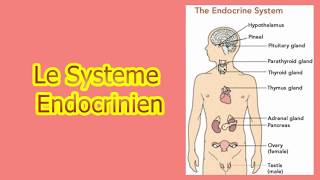 le système endocrinien [upl. by Phio]