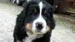 Berner Sennenhund welpen  Bernese Mountain Dogs Puppies [upl. by Stempien]