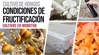 Cultivo de Hongos  Condiciones ideales de fructificación [upl. by Billen]