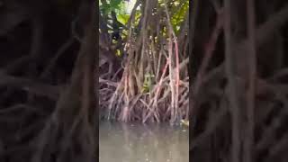 Mangroves plants  Pneumatophores  Halophytes [upl. by Charmine]