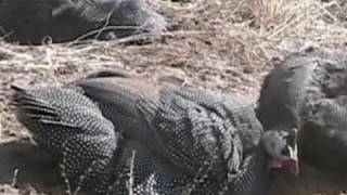 Short Clips Dust Bathing Guinea Fowl Style [upl. by Kalvin]