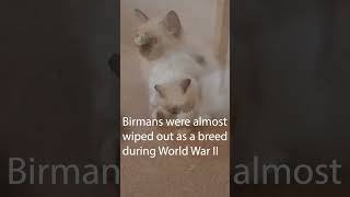 Birman Cats Origins [upl. by Ibbison]