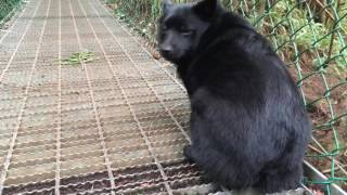 Brave Schipperke dog crosses a suspension bridge [upl. by Nauqat]