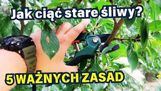 JAK CIĄĆ STARE ŚLIWY 🌳 ✂️ [upl. by Haile]