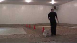 Cavachon Buddy  Dog Training Boot Camp Graduate [upl. by Eirallih]