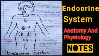 Notes Of Endocrine System Anatomy And physiology 🔥 [upl. by Yenttirb]