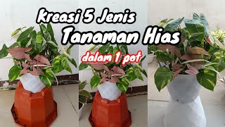 Kreasikan 5 Jenis Tanaman Hias dalam 1 pot  Tanaman indoor [upl. by Scever]