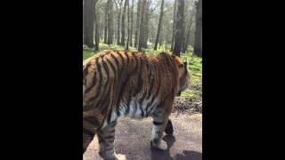 Longleat Safari Park Angry Tiger [upl. by Yentruok237]