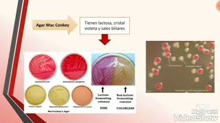 Enterobacterias [upl. by Bink]