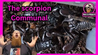 Asian forest scorpion communal asainforestscorpions [upl. by Waldack9]