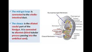 Introduction to Development of GUT Tube  Dr Ahmed Farid [upl. by Brubaker]