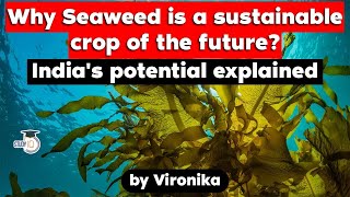 Why Seaweed is a sustainable crop of the future Indias seaweed potential  UPSC Marine Resources [upl. by Katzman863]