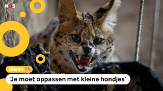 Servals ontsnapt in Helmond en Lexmond huisdieren moeten binnenblijven [upl. by Kindig]