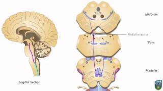 AXON Dorsal Column Pathway Fine Tactile Sensation Conscious Proprioception from Foot 2 of 9 [upl. by Llerrehs]