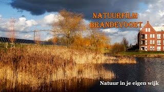 Natuurfilm Brandevoort HD 1080p NL gesproken [upl. by Freed]