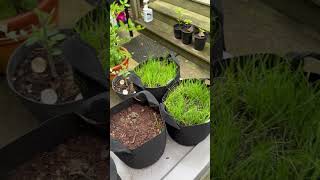 Fescue Potted Grass Day [upl. by Dyob]