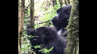 Mountain Gorillas Mating in Volcanoes National Park Rwanda silverbackgorilla [upl. by Kramnhoj]