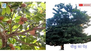 चीकू चीकू का पेड़ चीकू का पौधा چیکُ کا درخت sapodilla Sapodilla treesapodilla plant [upl. by Zandt]