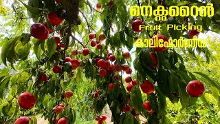 Nectarine Fruits Picking in California Malayalam Video USA [upl. by Ursulette]