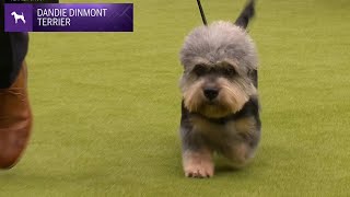 Dandie Dinmont Terriers  Breed Judging 2024 [upl. by Light]