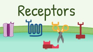 Receptors Types amp Functions [upl. by Oirogerg]