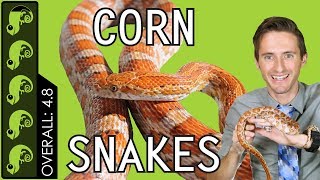 Corn Snake The Best Pet Reptile [upl. by Ynna]