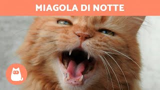 Il mio GATTO MIAGOLA di NOTTE 🐱🌙 perché e cosa fare [upl. by Rubio]