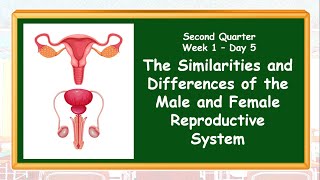 Similarities and Differences of Male and Female Reproductive Systems Q2 WK1DAY5 [upl. by Waynant39]