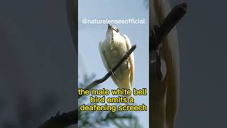 White Bellbird The Loudest Bird On Earth short shorts [upl. by Agripina915]