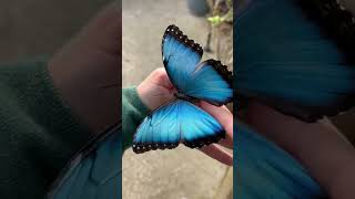 Today we take a look at The Blue Morpho Butterfly Morpho menelaus [upl. by Nilesoj484]