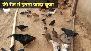 फ्री रेंज में क्यो चूजे होते हैं तन्दरुस्त  Deshi murgi palan  free range poultry farming [upl. by Edbert591]