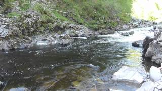 Salmon fly fishing on the River Findhorn Scotland [upl. by Balough]