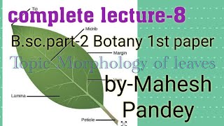 Bscpart2 Botany 1st paper Morphology of leaf [upl. by Anitsud]