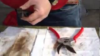 How to Clean a Hand Pruner [upl. by Woolson]