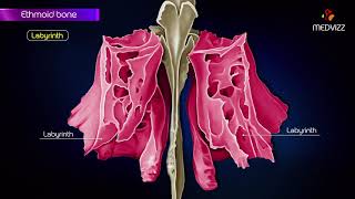 Ethmoid bone anatomy  Head and neck Animated osteology  MBBS  FMGE and NEET PG [upl. by Akir13]