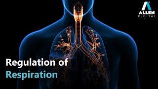 Breathing and Exchange of Gases  Regulation of Respiration  Biology  Live  ALLEN Digital [upl. by Turmel]