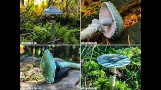 Grünspanträuschlinge 2017 Stropharia aeruginosa Blue Roundhead  Mushrooms 2017  Pilze 2017 [upl. by Jeremy273]