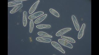 Paramecium caudatum [upl. by Doughty]