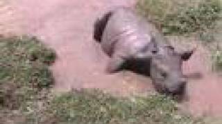 Cute Baby Black Rhino [upl. by Fiora]