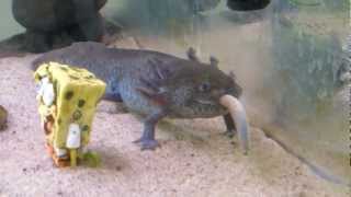 Axolotl eating an earthworm [upl. by Reggie]