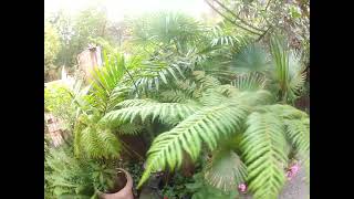 Growing Australian tree ferns in the North Pacific [upl. by Claribel]