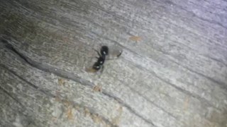 Camponotus laevissimus queen digging her founding nest in a log  Angelus Oaks CA 5122016 [upl. by Yancy]